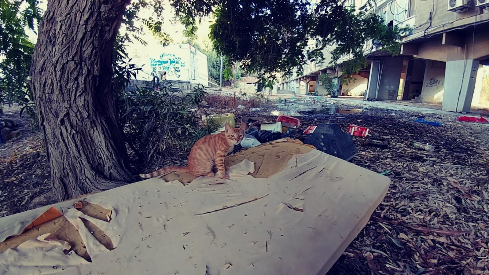 חצר אחורית בבית ישן. לדיירים אין תמיד יכולת או כוח להתארגן (צילום: דני בלר)