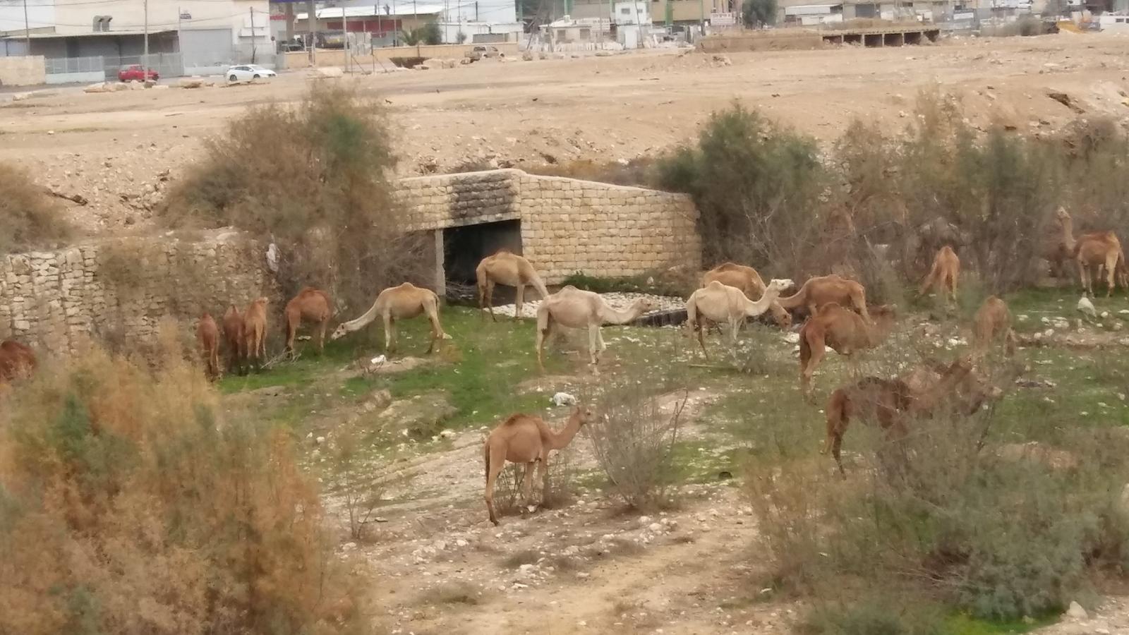 למרות המבצעים, גמלים משוטטים מסתובבים חופשי בב''ש, כאן ליד מול 7 (צילום: דני בלר)