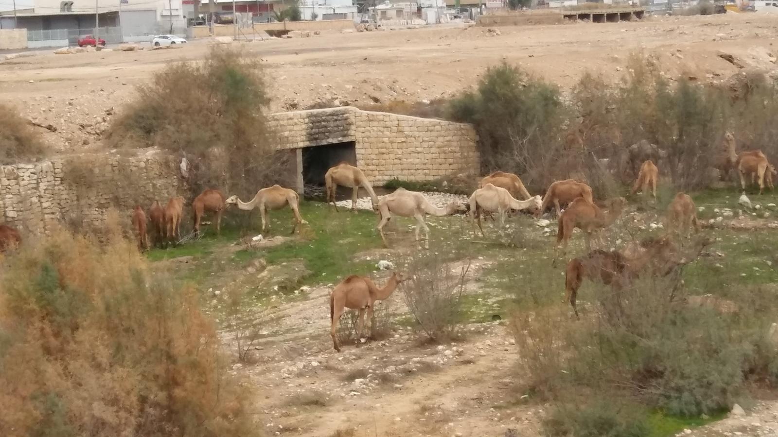 מטיילים חופשי: עדר גמלים ליד גשר נווה נוי, כמה מטרים מהכביש (צילום: דני בלר)