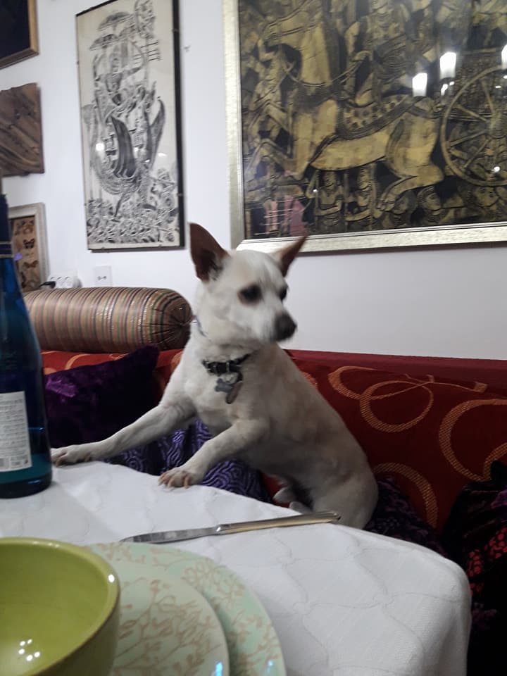 הכלב שלג באורחה המשפחתית, דקות לפני שנחטף (צילום: פייסבוק / באר שבע ביחד)