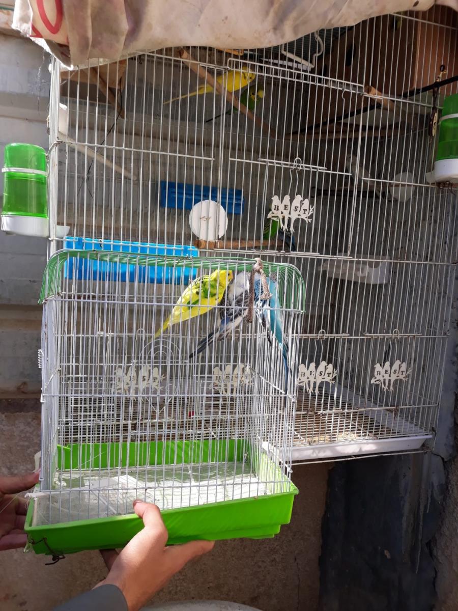 חזרו הביתה: התוכים מעומר (צילום: דוברות המשטרה)