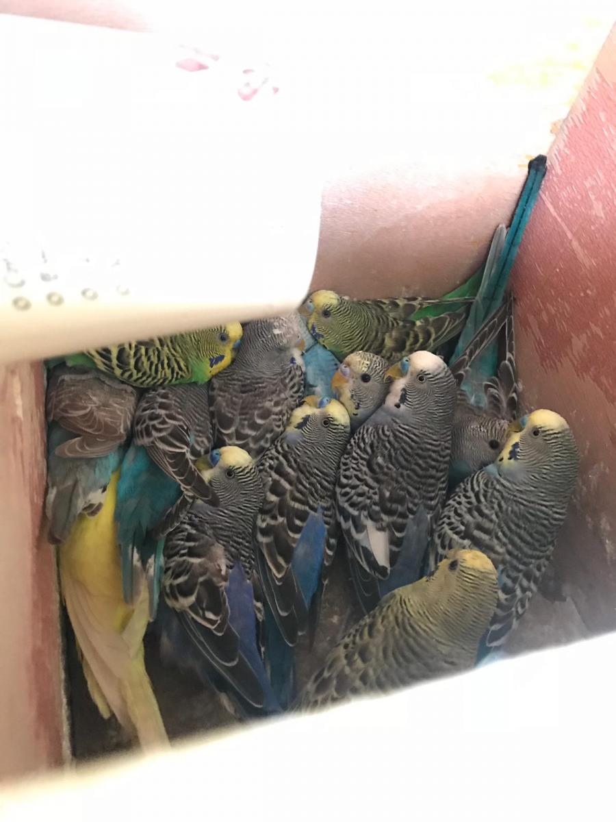 מצטופפים בקופסא: התוכים מעומר (צילום: דוברות המשטרה)