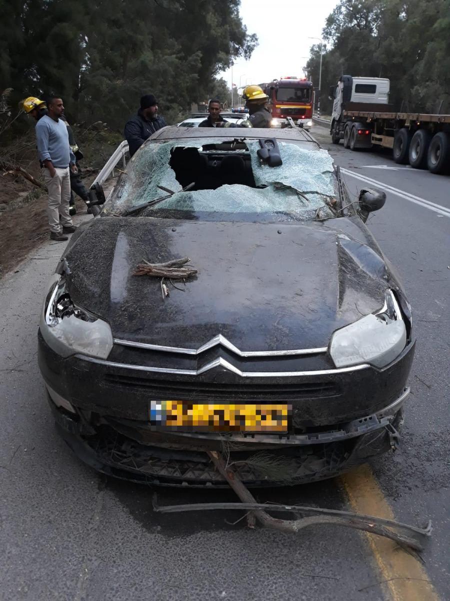 עץ שקרס על רכב (צילום: ביטחון אשכול)