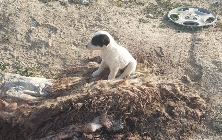 מתחממים ליד פגר כבשה, גורים נטושים ליד עורער