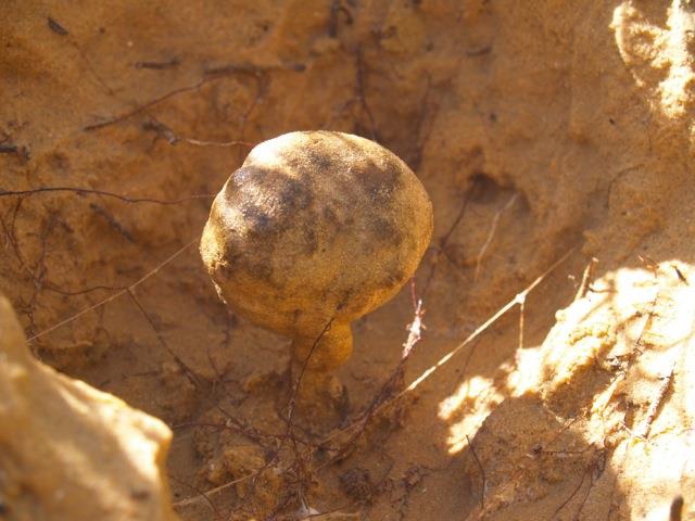 ככה נראית כמהת שמשון בטבע (צילום: מו''פ רמת נגב)