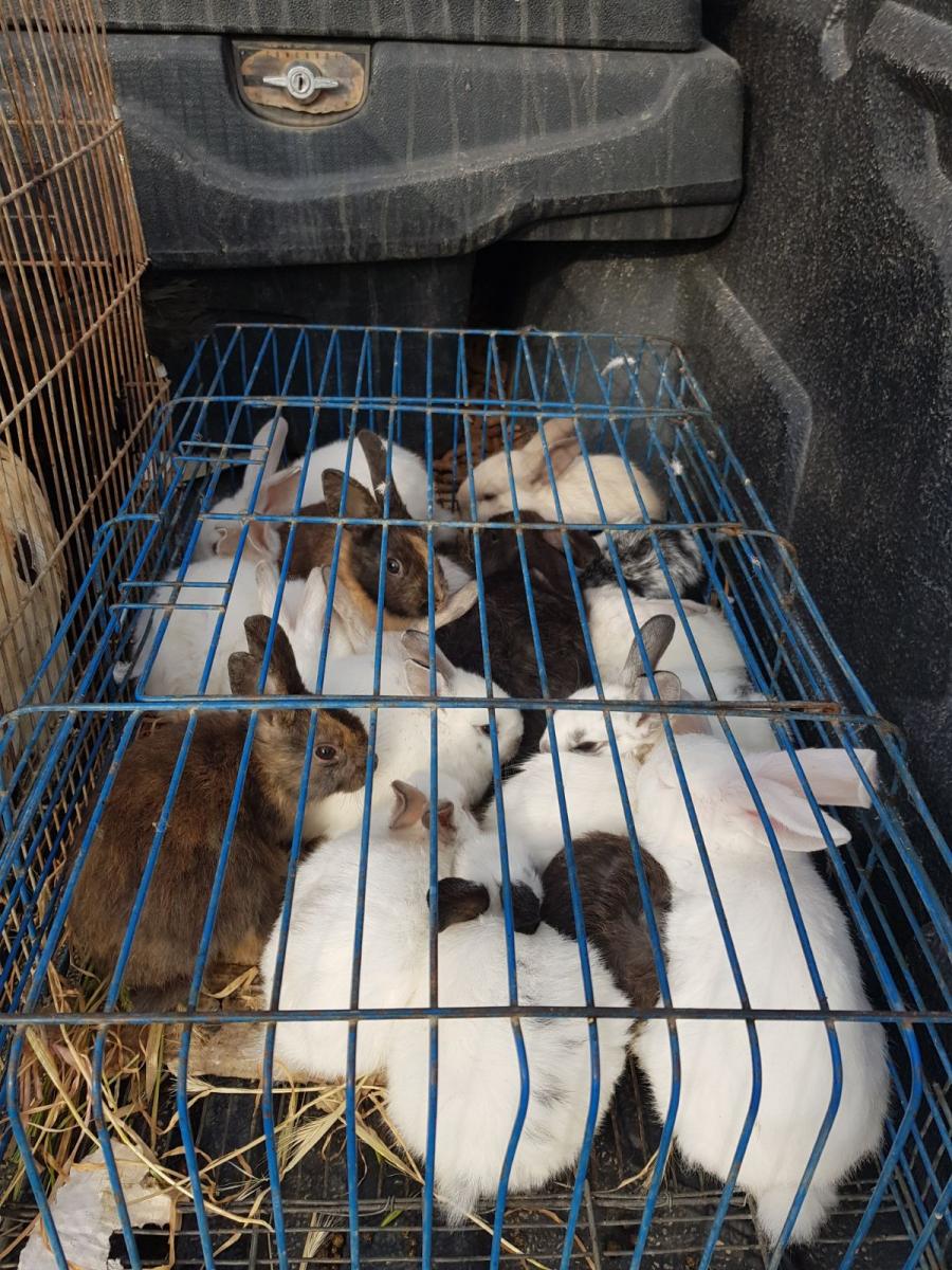 ארנבות שהוחזקו בתת תנאים (צילום: עיריית ב''ש)