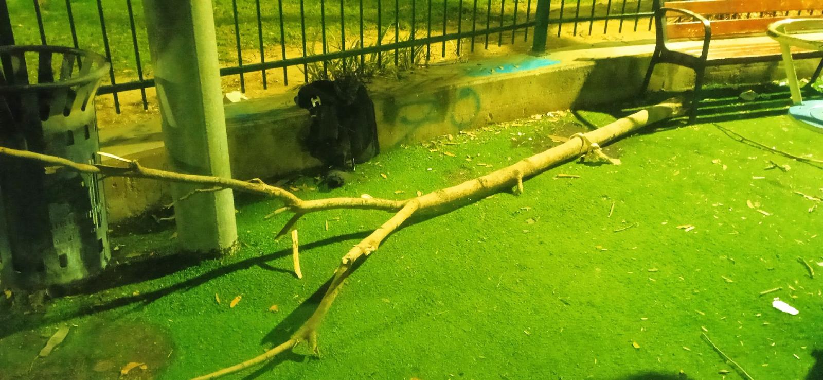 העיריה נטעה עצים, חלקם נעקרו על ידי נוער משוטט