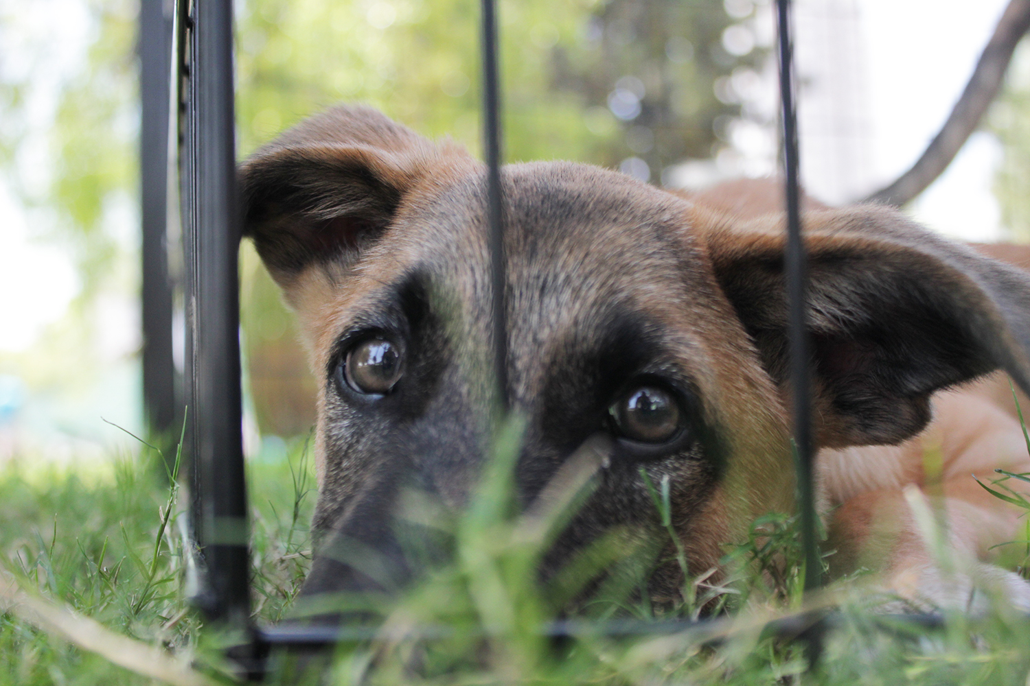התאים בתחנת ההסגר בבאר שבע, צרים מלהכיל את כמות בעלי החיים הננטשים בעיר. (צילום: יניב קנובל)
