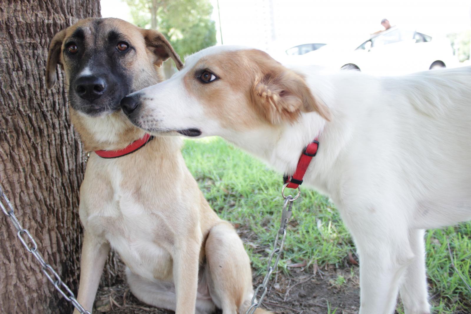 יום האימוץ הבא ייערך מחר (יום רביעי ה7.9), בואו בהמונכם. (צילום: יניב קנובל)