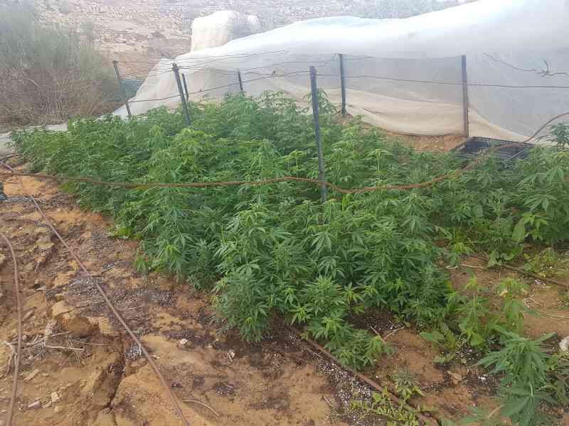 בית גידול בטללים (צילום: דוברות המשטרה)