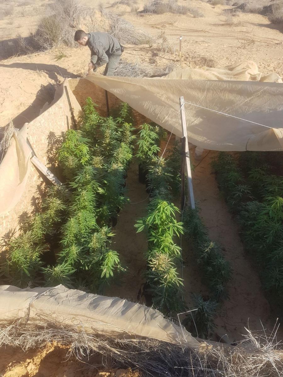 חממה בצאלים (צילום: דוברות המשטרה)