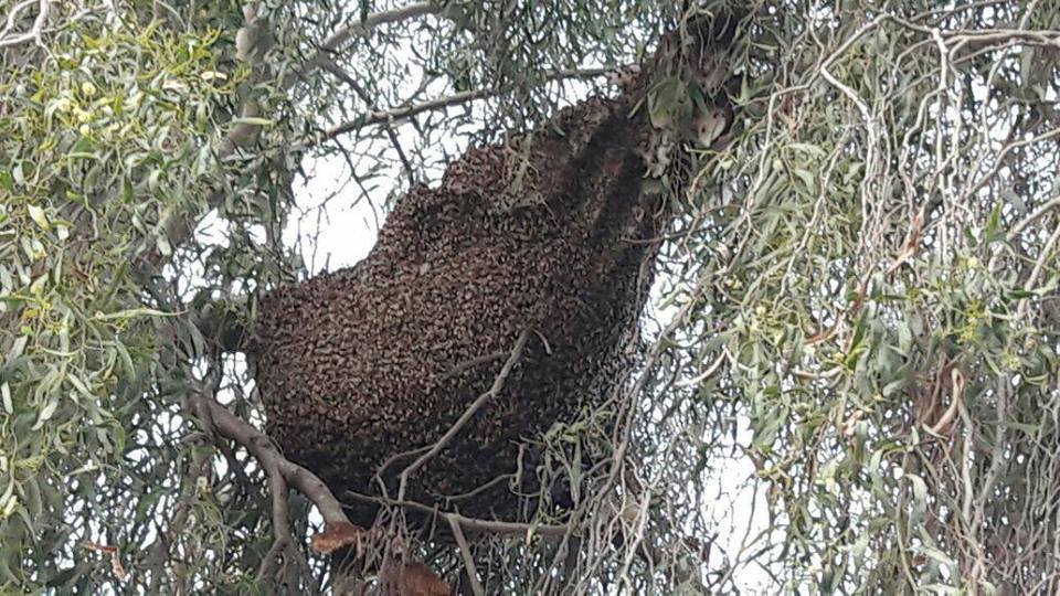הכוורת במלוא הדרה, למה היה צריך לפגוע בה? (צילום: באר שבע ביחד)