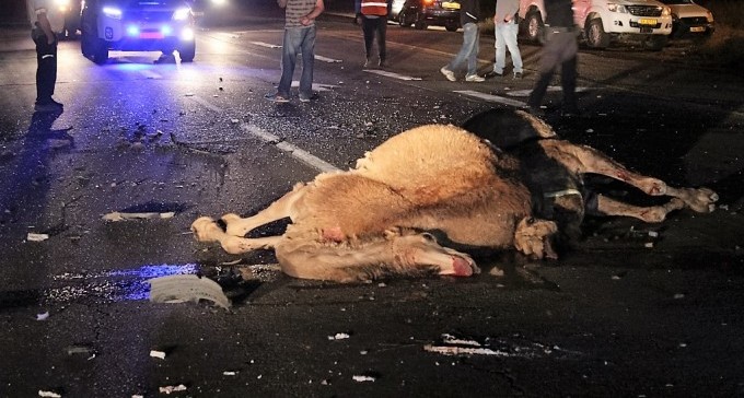 זירת תאונה בין גמל משוטט לרכב פרטי. סכנת מוות בכבישי הנגב (צילום: תנועת רגבים)