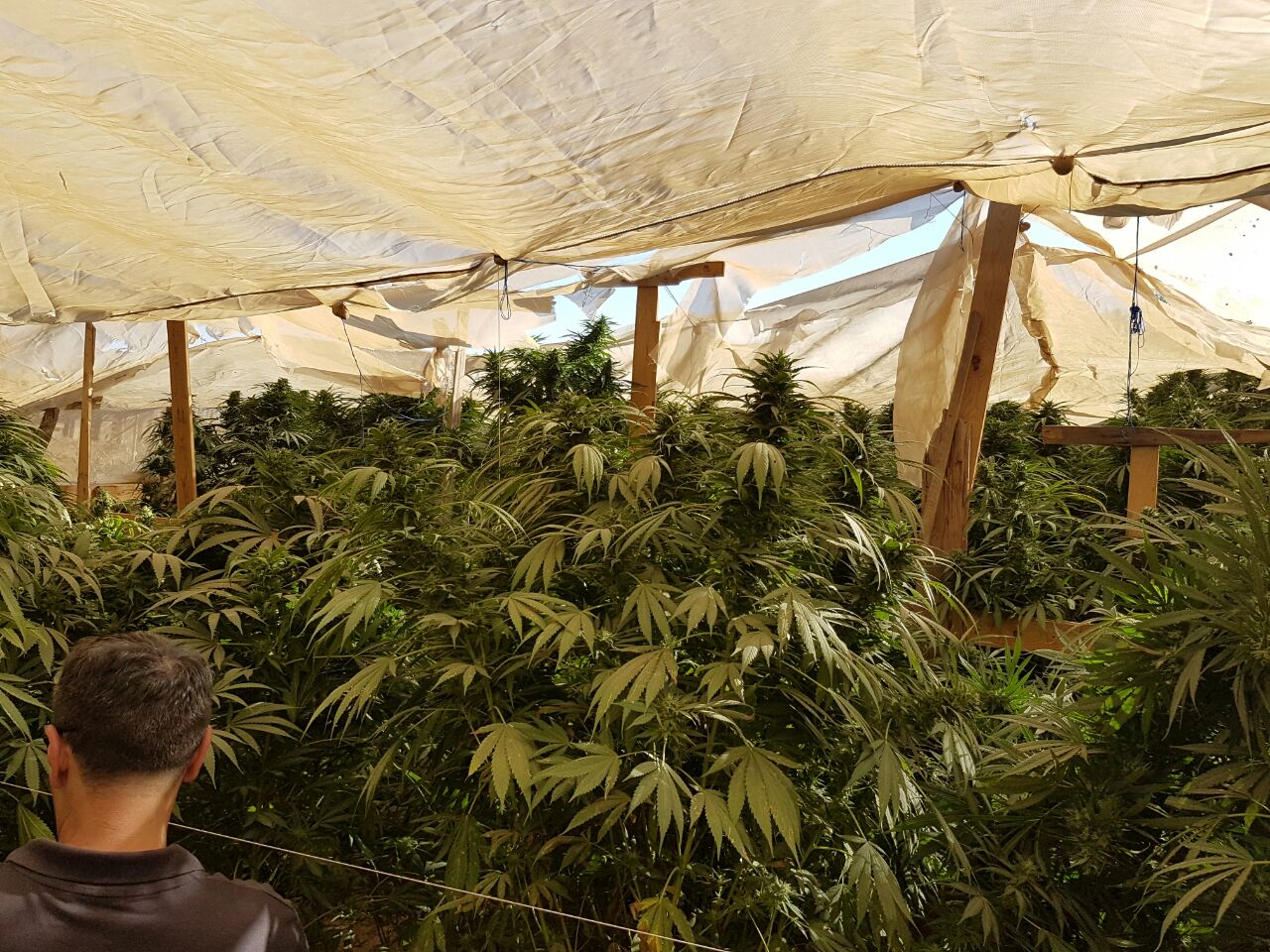 חממה שנתפסה באחד היישובים (צילום: דוברות המשטרה)