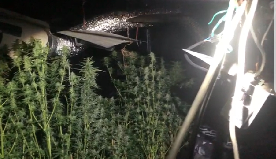 חממת ההידרו ברהט (צילום: דוברות המשטרה)