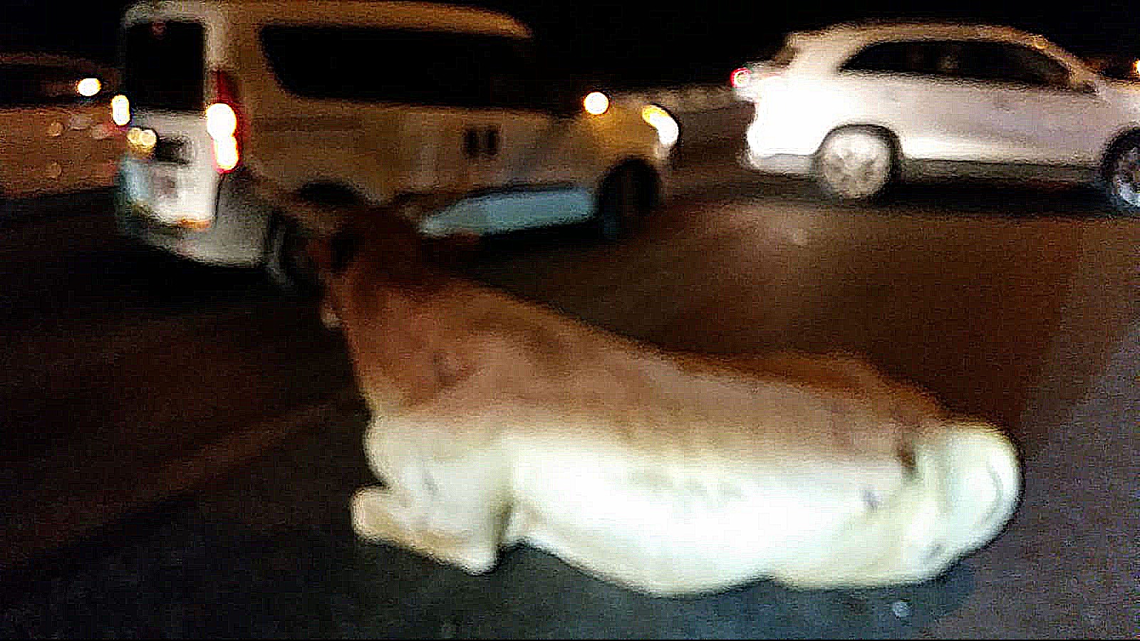 הפרה שוטטה בכביש, גרמה לתאונה (צילום סלולרי)