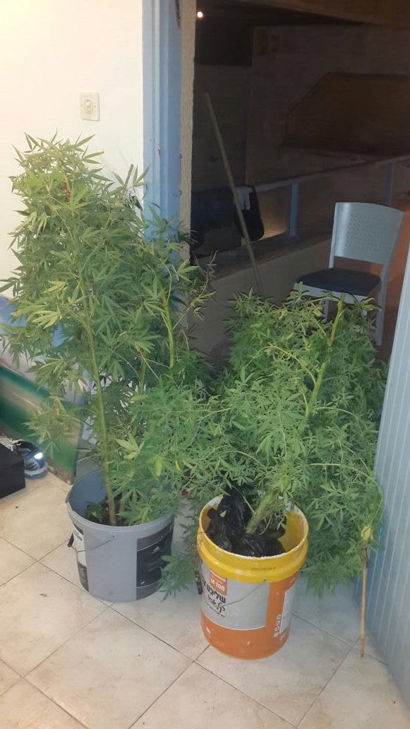 שיח קנאביס בגידול ביתי (צילום: דוברות המשטרה)