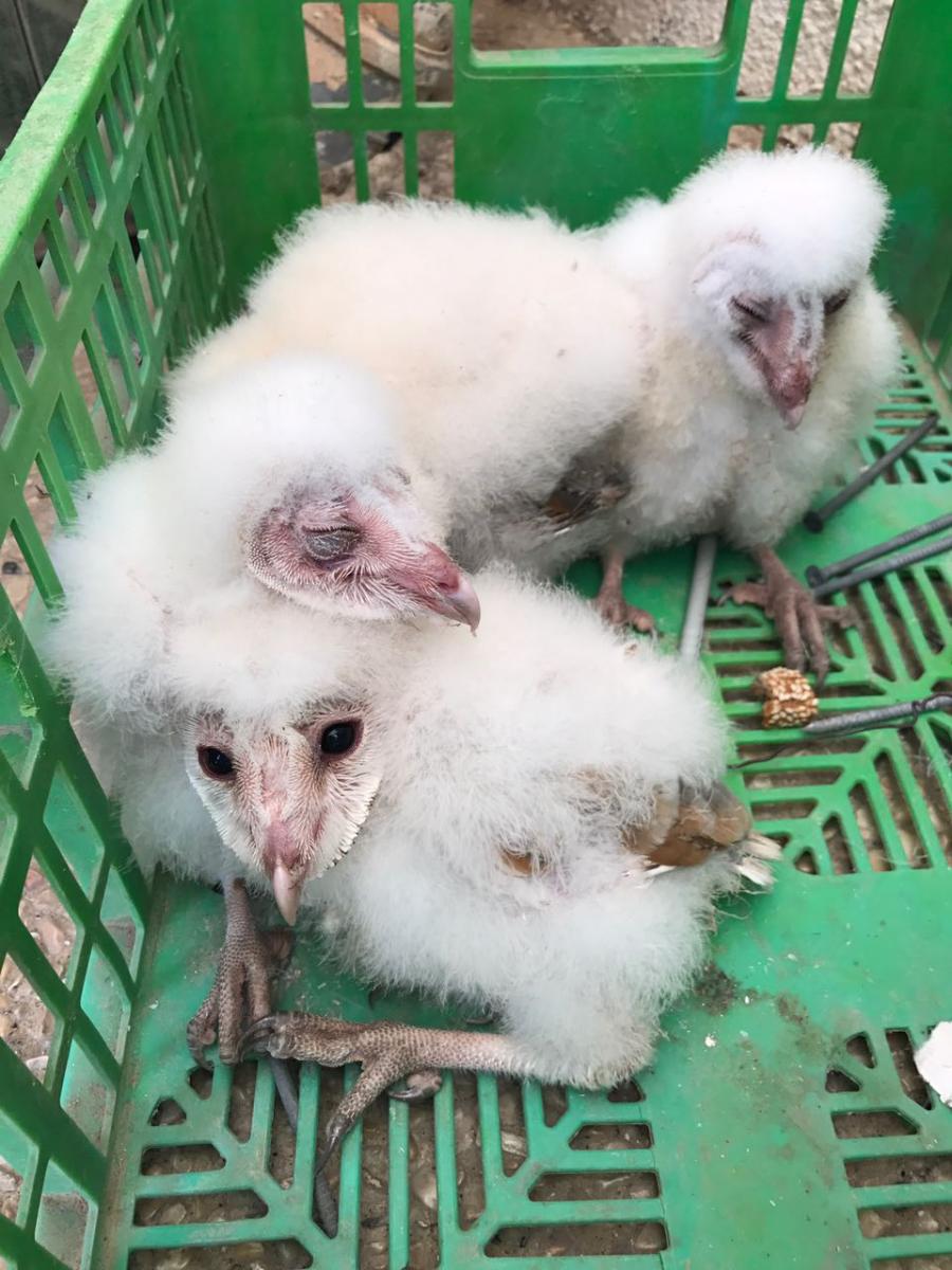 בזכות עירונתו וטוב לבו של תושב רהט, ופעילות מהריה של המשטרה, חיי הגוזלים ניצלו (צילום: דוברות המשטרה)