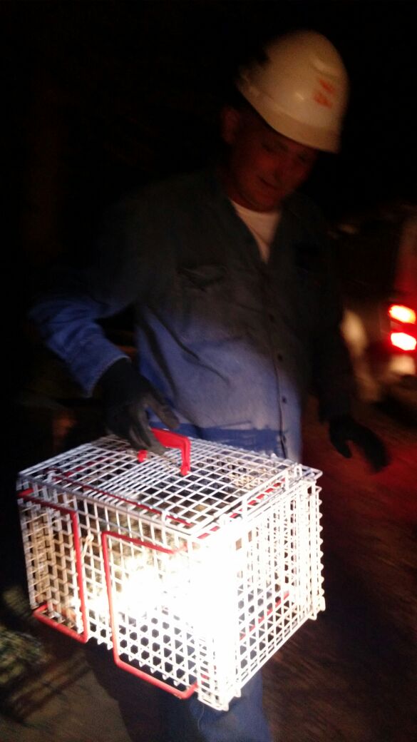 עובד חברת החשמל עם החתול (צילום: דוברות חברת החשמל)