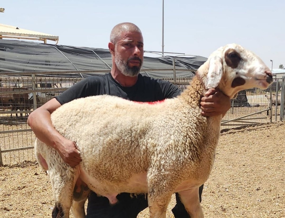 نقب – لتحديد جيل الأغنام القادم