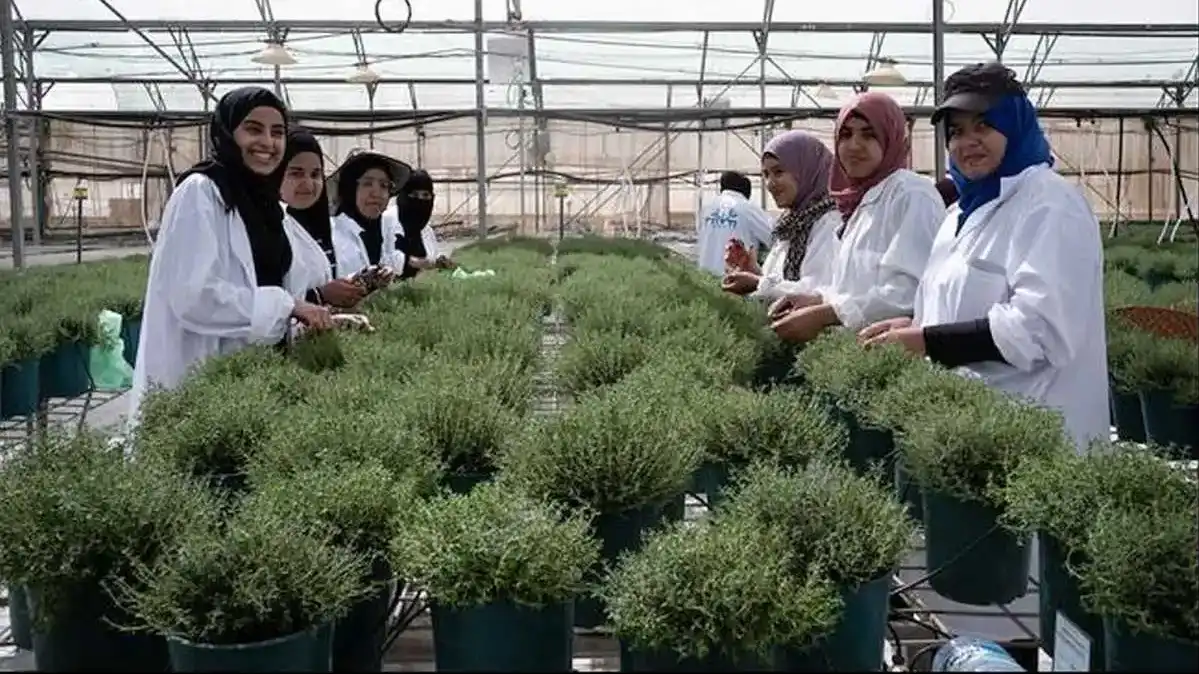 3.4 مليون شيكل لدعم دمج النساء البدويات في سوق العمل الزراعي والصناعي بالنقب الغربي