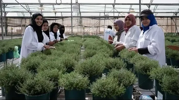 3.4 مليون شيكل لدعم دمج النساء البدويات في سوق العمل الزراعي والصناعي بالنقب الغربي