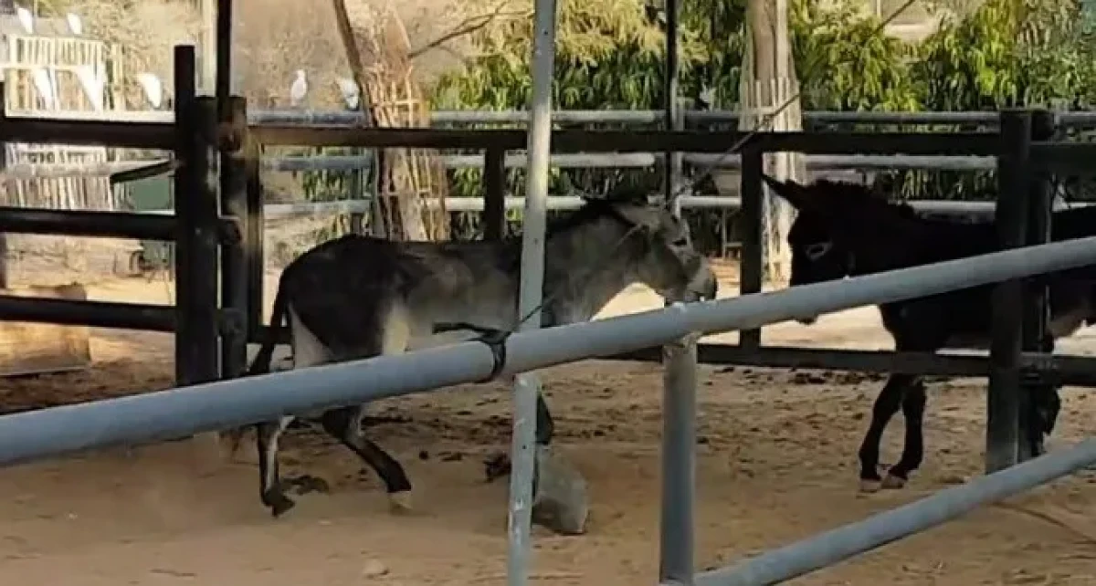עצוב: נגנבו פדרו וחואן, שני חמורים ששוקמו בנגב ZOO