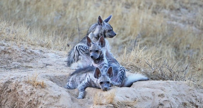 עמק הצבועים: התערוכה המרתקת של צלם הטבע עוזי דגני