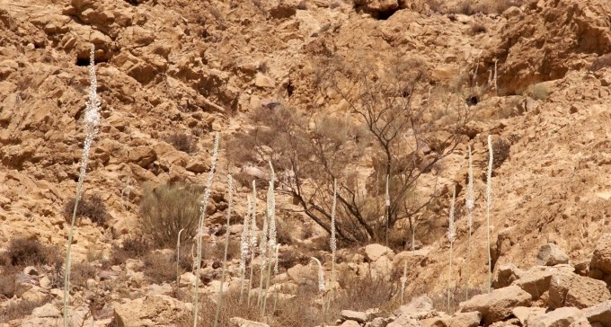 חצבים פורחים בערד!