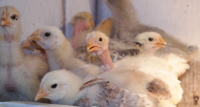 השעשוע של פורים בבית הספר האיכותי: השלכת אפרוחים חיים