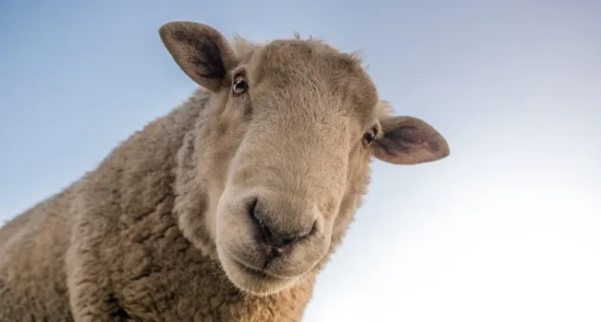בת 70 נפצעה קשה מנגיחת כבש