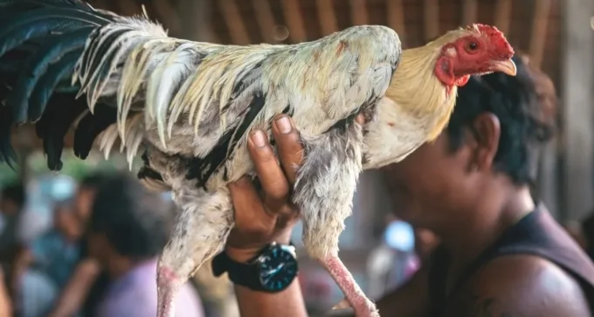 פשיטה על מתחם: עובדים זרים גידלו תרנגולים לקרבות