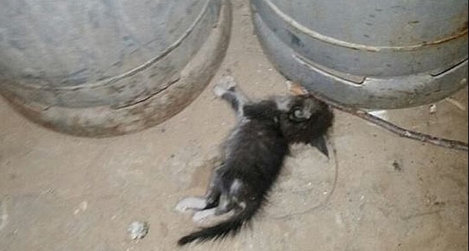 מזעזע: בשכונה ט' נאלצים לשבת שבעה ליד פגרי חתולים