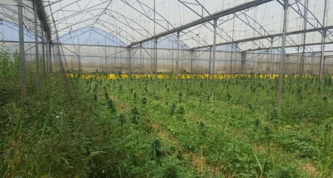 דוּדא בנגב: פשיטת ענק על חממות גראס