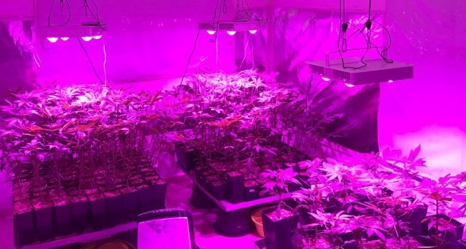 הדיבורים על לגליזציה היו מוקדמים מדי: מעבדת גראס נחשפה ליד אופקים