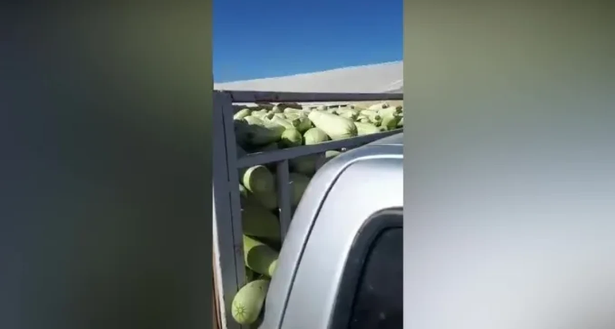 הפשיעה החקלאית בנגב: נתפס על חם מעמיס טנדר בקישואים