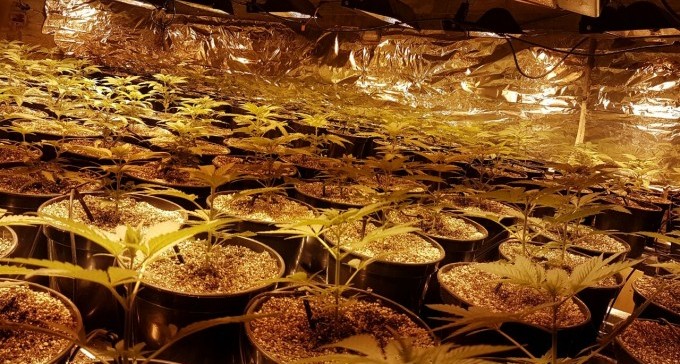 הכלבה צ'יקה חיפשה נשק ומצאה מעבדת סמים