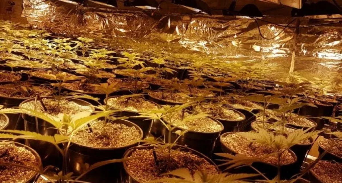 הכלבה צ'יקה חיפשה נשק ומצאה מעבדת סמים