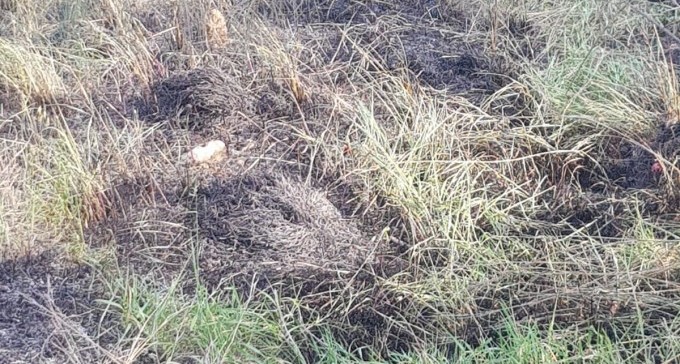 זרעי קיץ? בלון תבערה נחת ביער כיסופים וגרם לשריפה