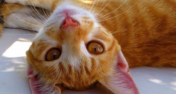 באר שבע תיטול חלק בתוכנית עיקור וסירוס חתולים