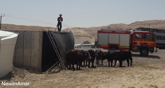 משאית שהובילה עגלים התהפכה בכביש 90