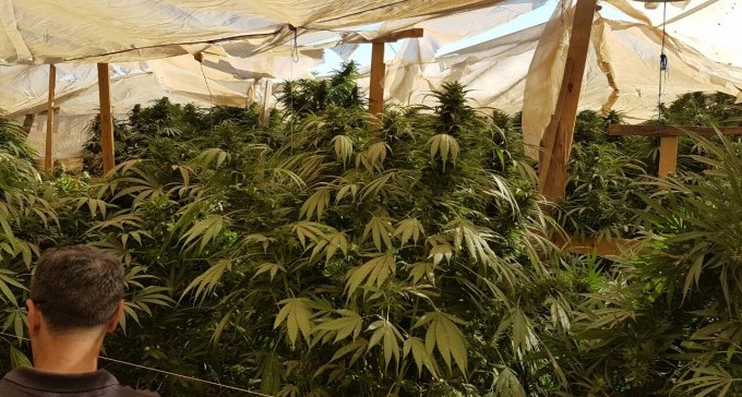 מכה אחרי מכה: המשטרה מחסלת את חממות הגראס בנגב