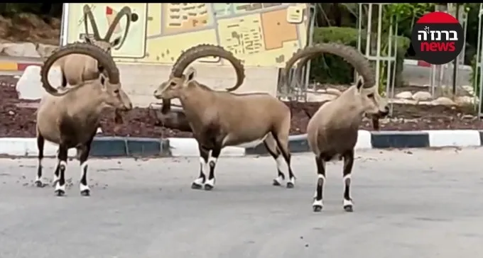 צפו: ריקוד היעלים בפינה האקולוגית