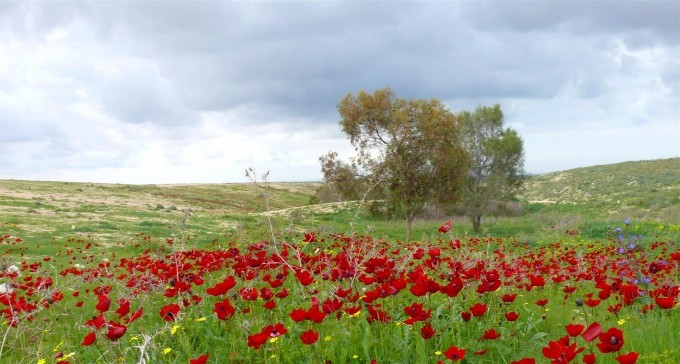 ירוק ליד הבית: שבוע הטבע העירוני בב''ש