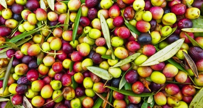 הבילוי למחר: מסיק זיתים בגילת