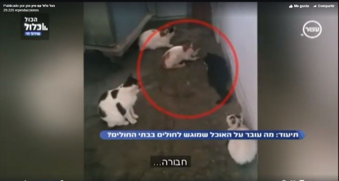 צפו: חתולים עולים על מזון המוגש למאושפזים בסורוקה