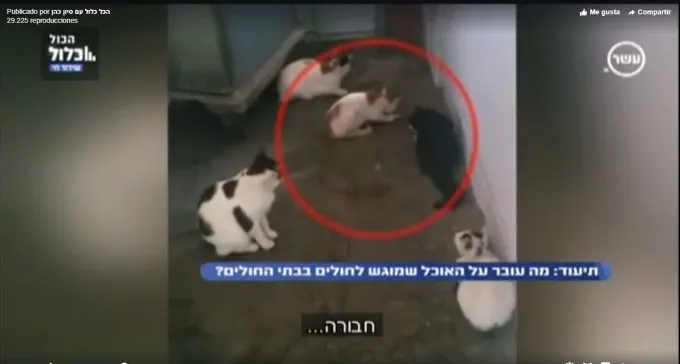 צפו: חתולים עולים על מזון המוגש למאושפזים בסורוקה