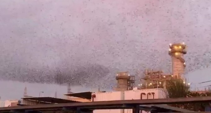 צפו: הציפורים שמבשרות את בוא הסערה