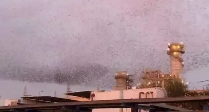 צפו: הציפורים שמבשרות את בוא הסערה