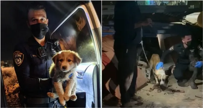 נס חנוכה: שוטרים הצילו כלבה ושמונה גורים מהתעללות קשה